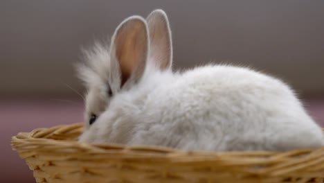 Adorable-conejito-esponjoso-comer-en-cesta,-mascota-como-regalo-para-el-cumpleaños,-adopción