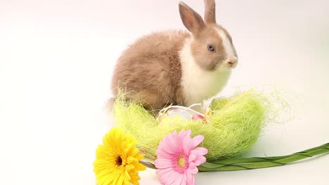 Conejito-de-Pascua,-conejitos-lindos,-conejo-sobre-fondo-blanco