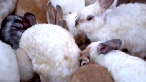 Eine-Gruppe-von-Kaninchen,-die-auf-dem-Bauernhof-Essen-essen