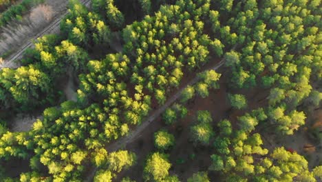 Drone-flying-over-a-green-forest-with-waterfall-in-the-Altai-mountains