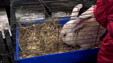 El-conejo-gigante-flamenco-rojo-se-sienta-en-una-jaula-y-come-una-comida.-Póngase-en-contacto-con-el-zoológico.-La-gente-observa-animales-domésticos