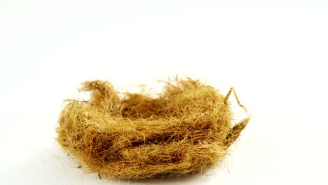 Close-up-of-nest