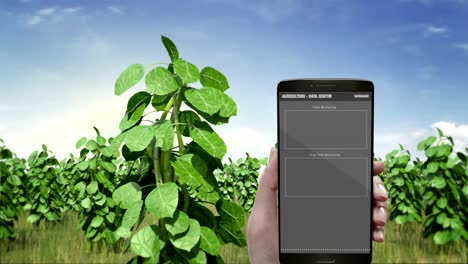 Analysis-plant-in-smart-phone,-mobile.-green-field,-data-in-Smart-agriculture-Smart-farming,-internet-of-things.-4th-Industrial-Revolution.