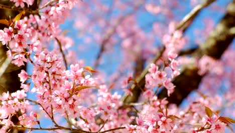 cherry-blossoms