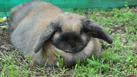 Niedliche-brauner-Hase-liegend-auf-dem-Rasen-im-Garten