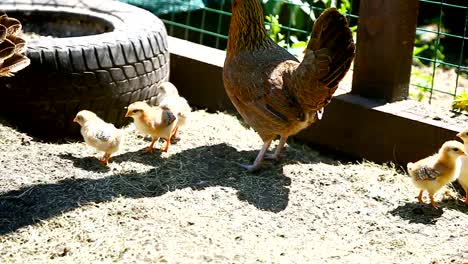 junges-Huhn-zu-Fuß-mit-ihrem-kleinen-Hühner