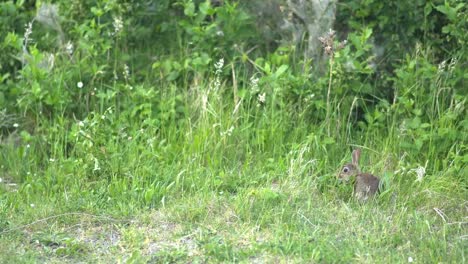 Kaninchen-essen-in-der-Wiese