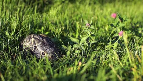 Eine-kleine,-Angst-Hase-sitzt-in-den-Rasen.