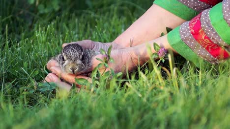 Rural-scene.-A-woman-carefully-takes-a-small-bunny-in-her-arms.