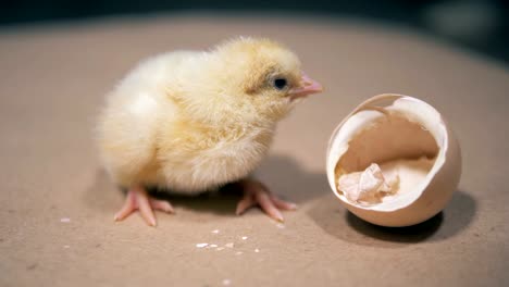 Patito-se-sienta-cerca-de-una-cáscara-de-huevo,-de-cerca.-Pajarito-de-eclosión-del-huevo-en-una-granja