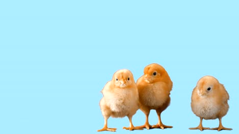 Cute-chicks-stand-isolated-on-a-stool