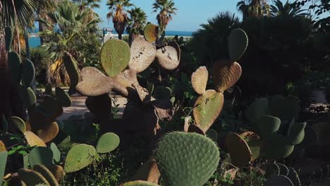 Jungle-of-tropical-cactus-in-city-garden,-close-up-view-in-summer