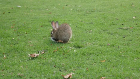 Kaninchen-Essen-Gras-auf-dem-Feld-und-entspannen-in-der-natürlichen-Umgebung-4K-2160p-UltraHD-Filmmaterial-Hare-spielen-im-Gras-4K-3840X2160-UHD-Video