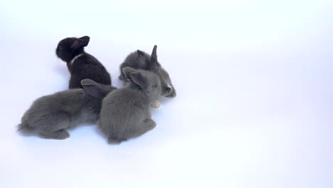 Lovely-twenty-days-rabbits-on-white-background