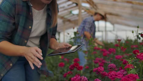 Nahaufnahme-Tablette-in-der-Hand-einer-Floristin-in-einem-Gewächshaus-wachsenRosen-in-Zeitlupe.-kleinunternehmen.