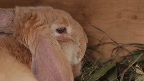 beige-color-rabbit-in-a-cage