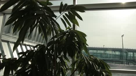 Green-plant,-metallic-architectural-constructions-at-airport-inside-terminal.