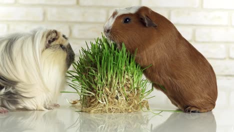 Meerschweinchen-Zucht-Golden-American-Crested-und-Coronet-Cavia-Essen-gekeimten-Hafer-Filmmaterial-video