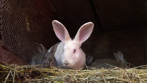 Kleiner-grauer-Hase-im-Nest-mit-ihrer-Mutter