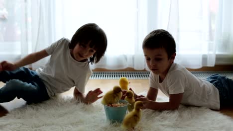 Cute-little-children,-boy-brothers,-playing-with-ducklings-springtime,-together,-little-friend,-childhood-happiness