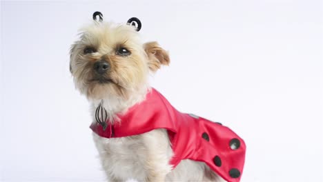 Ladybug-costume-Yorkie-(Closeup)