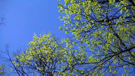 Hojas-del-roble-joven-balanceándose-en-los-árboles-contra-el-cielo-azul