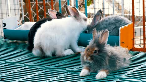 Many-colored-fluffy-rabbit-in-zoo-cage.-Tiger-Park-Pattaya.-Thailand