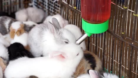 little-rabbits-drink-water-in-the-cage