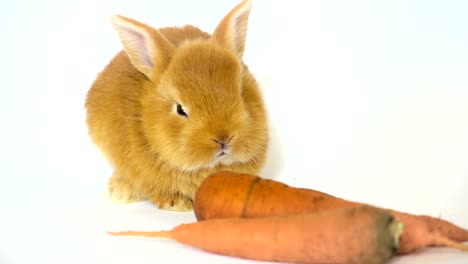 red-rabbit-with-the-carrot-sitting-on-a-white-background