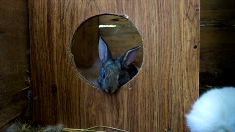 little-rabbits-family-sitting-at-the-cage