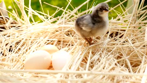 A-little-chick-in-a-nest-with-eggs.-Green-background-with-grass