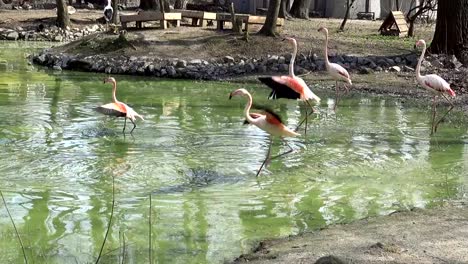 Herde-von-Flamingos,-die-auf-das-Wasser-im-See