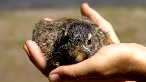 Mann-hält-eine-kleine-wilde-flauschige-Baby-Bunny.-Kleines-Häschen-in-der-Handfläche.-Slow-Motion