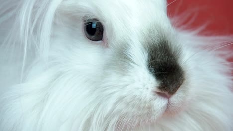 White-fluffy-rabbit-close-up.