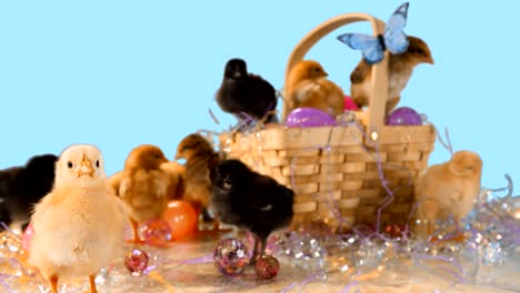 Cute-baby-chicks-in-and-around-Easter-basket-and-Easter-eggs