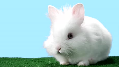 Bunny-on-green-carpet-looks-up-at-the-camera-with-curiosity