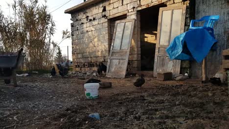 Pollo-y-patos-comiendo-en-una-antigua-casa-de-campo