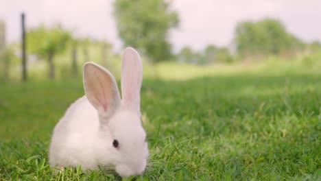 Ein-Kaninchen,-das-grünes-Gras-in-der-Wiese-isst-und-sich-um-die-Natur-umschaut,-die-es-umgibt.