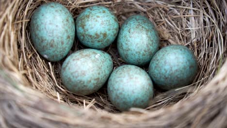 El-nido-de-Thrush-con-seis-huevos-azules-cerca-en-primavera.-Cámara-lenta