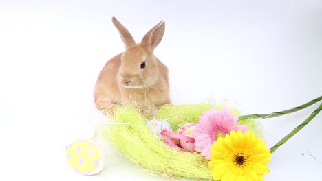 a-dark-white-rabbit,-a-rabbit-eating-a-flower,-a-red-rabbit,-a-white-rabbit,--animal,-bunny,-cute,-pet,-small