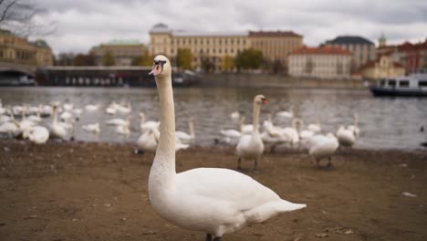 Schwäne-am-Ufer-der-Moldau-in-Prag