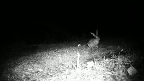 European-Hare-(Lepus-Europaeus)-Jump-and-smell-the-grass-in-the-Night