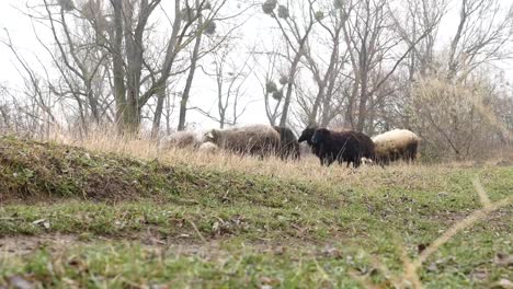 Flock-of-sheep-rest-in-farmer's-field