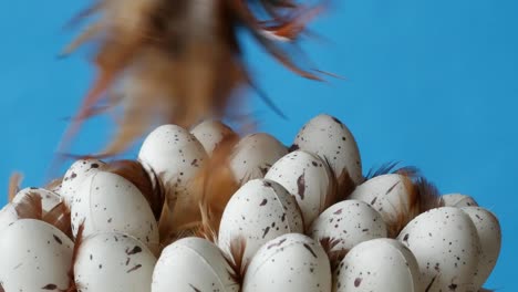 Clearing-quail-eggs.