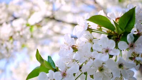 Kirschenblüten-hautnah-an-den-sonnigen-Garten