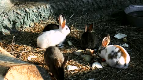 Rabbits-eat-grass