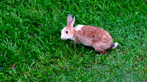 Lindo-conejo-marrón-comiendo-hierba-en-el-bosque-de-Tailandia,-UHD-4K-video