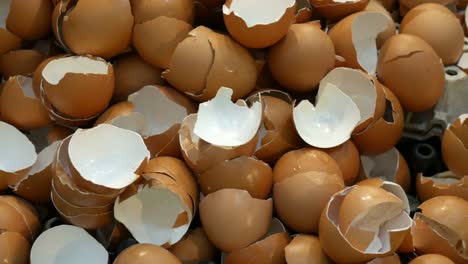 Egg-shells