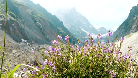 Flores-silvestres-en-el-contexto-de-un-verano-de-paisaje-de-montaña-se-mecen-en-el-viento