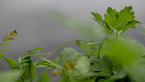 Verde-pasto-moviéndose-en-la-brisa-de-primavera